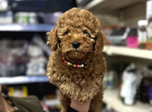 Poodle Yavrumuz Aşılı Karneli A Kalite