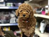 Toy Poodle Yavrumuz Üst Kalite