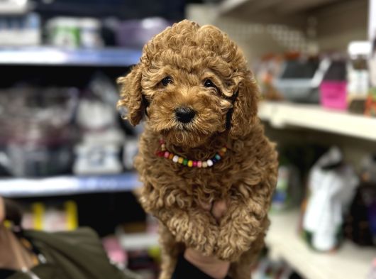 Toy Poodle Yavrumuz Üst Kalite görsel