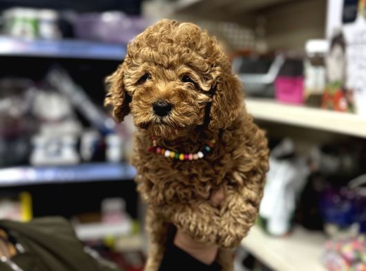 Poodle Yavrumuz Aşılı Karneli A Kalite görsel