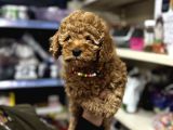 Toy Poodle Yavrumuz Üst Kalite