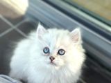 Bluepoi̇nt Yavrularimiz Yuvasini Ariyor
