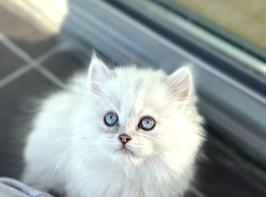 Bluepoi̇nt Yavrularimiz Yuvasini Ariyor görsel