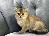 Ailenin son şımarık yavrusu