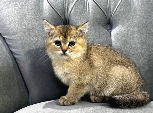 Ailenin Son Şımarık Yavrusu