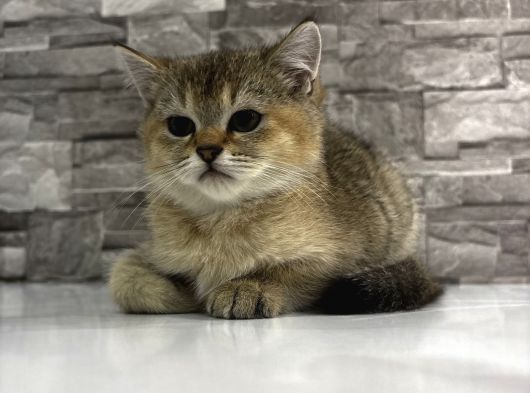 Ailenin Son Şımarık Yavrusu görsel