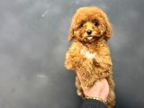 RED BROWN AŞILI GARANTİLİ DİŞİ TOY POODLE