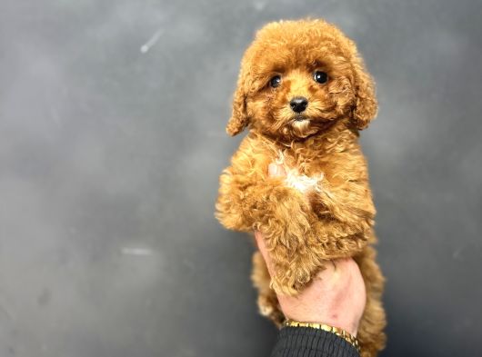 Red Brown Aşili Garanti̇li̇ Di̇şi̇ Toy Poodle