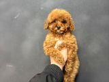 Red Brown Aşili Garanti̇li̇ Di̇şi̇ Toy Poodle