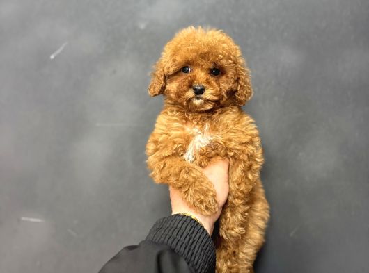 Red Brown Aşili Garanti̇li̇ Di̇şi̇ Toy Poodle görsel