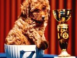 Oyuncak Gibi Toy Poodle Yavrular