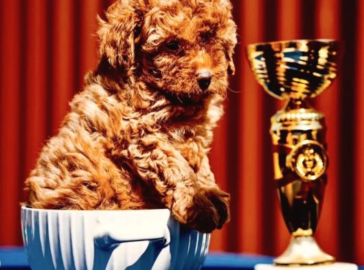 Oyuncak Gibi Toy Poodle Yavrular görsel