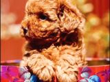 Oyuncak Gibi Toy Poodle Yavrular