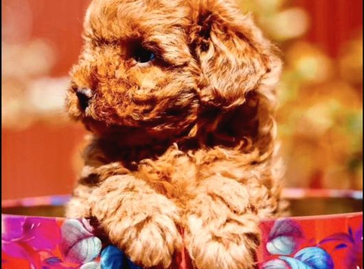 Oyuncak Gibi Toy Poodle Yavrular görsel