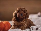 Oyuncak Gibi Toy Poodle Yavrular
