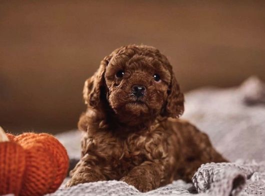 Oyuncak Gibi Toy Poodle Yavrular görsel