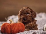 Oyuncak Gibi Toy Poodle Yavrular