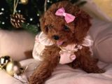 Oyuncak gibi toy poodle yavrular