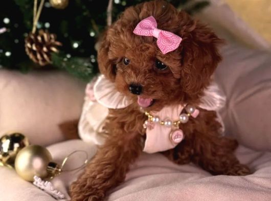 Oyuncak Gibi Toy Poodle Yavrular
