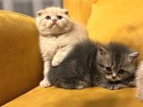 Safkan Scottish Fold Brittish Short Bebekler