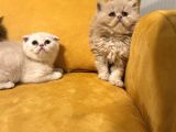 Safkan Scottish Fold Brittish Short Bebekler
