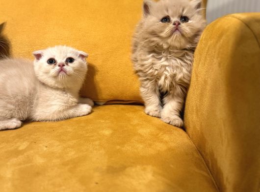 Safkan Scottish Fold Brittish Short Bebekler görsel