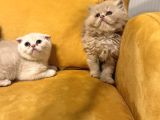 Safkan Scottish Fold Brittish Short Bebekler