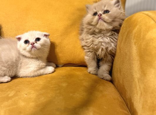 Safkan Scottish Fold Brittish Short Bebekler görsel