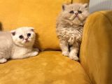 Safkan Scottish Fold Brittish Short Bebekler