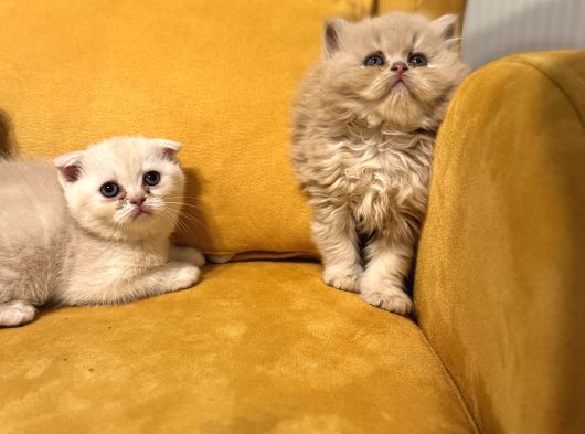 Safkan Scottish Fold Brittish Short Bebekler görsel