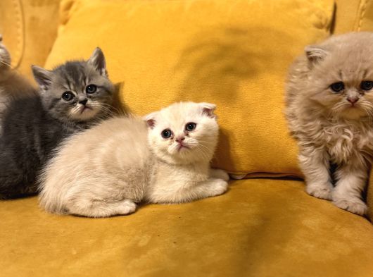 Safkan Scottish Fold Brittish Short Bebekler görsel