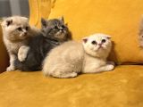 Safkan Scottish Fold Brittish Short Bebekler