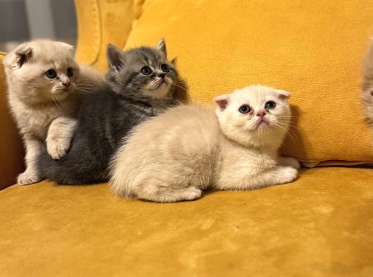 Safkan Scottish Fold Brittish Short Bebekler görsel