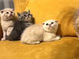 Safkan Scottish Fold Brittish Short Bebekler