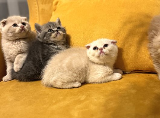 Safkan Scottish Fold Brittish Short Bebekler görsel