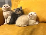 Safkan Scottish Fold Brittish Short Bebekler