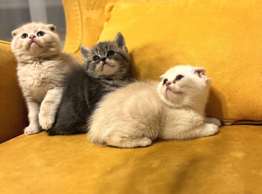 Safkan Scottish Fold Brittish Short Bebekler görsel