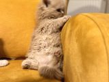 Safkan Scottish Fold Brittish Short Bebekler