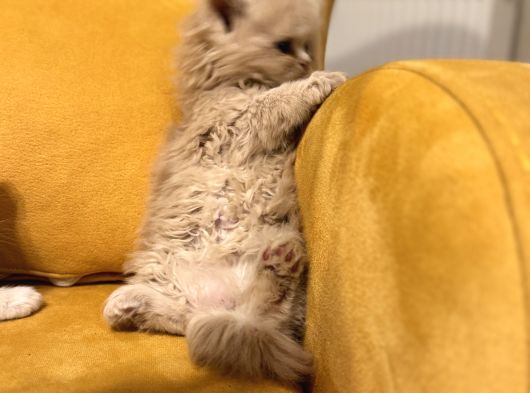 Safkan Scottish Fold Brittish Short Bebekler görsel