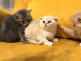 Safkan Scottish Fold Brittish Short Bebekler