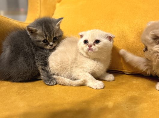 Safkan Scottish Fold Brittish Short Bebekler görsel