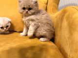 Safkan Scottish Fold Brittish Short Bebekler
