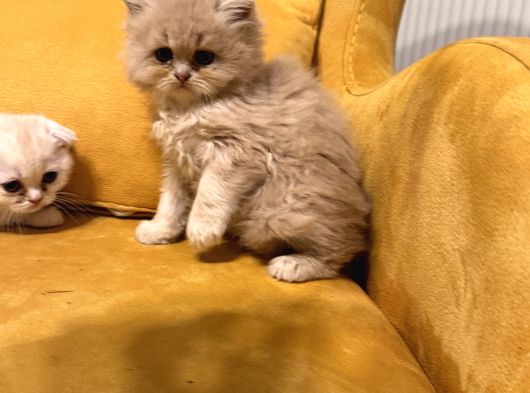 Safkan Scottish Fold Brittish Short Bebekler görsel
