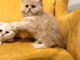 Safkan Scottish Fold Brittish Short Bebekler