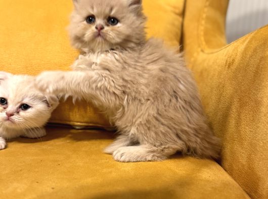 Safkan Scottish Fold Brittish Short Bebekler görsel