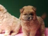 Pofuduk chow chow bebekler