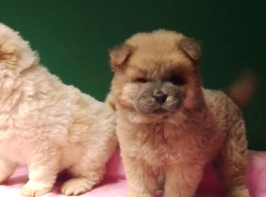 Pofuduk Chow Chow Bebekler