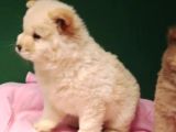 Pofuduk Chow Chow Bebekler