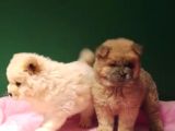 Pofuduk Chow Chow Bebekler