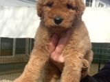 Dev Poodle Yavrularimiz